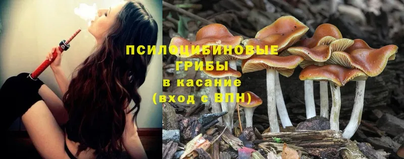 OMG вход  Зверево  Псилоцибиновые грибы Psilocybine cubensis 